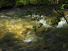 photo of comment