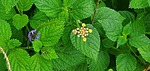 photo thumbnail #13