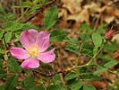 2025-06-09 :3: Eusebio Romero Trail - Coyote Creek SP :: outdoor_lover