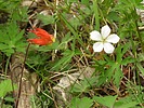 2025-06-11 :2: Columbine Canyon Trail #71 :: outdoor_lover