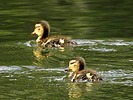 2025-06-12 :3: Fenton Lake State Park :: outdoor_lover