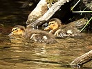 photo thumbnail #14