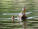 2025-06-12 :3: Fenton Lake State Park :: outdoor_lover