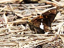 photo thumbnail #11
