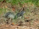 2025-06-13 :3: Hal Baxter Memorial Trail - Fenton Lake SP :: outdoor_lover