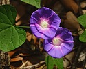 photo thumbnail #13