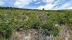photo thumbnail #14