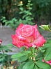 photo thumbnail #7