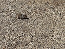 2025-09-23 :3: Riparian ramble with bonus coo :: DesertNymph