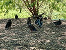 2025-09-23 :3: Riparian ramble with bonus coo :: DesertNymph