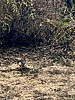 2025-09-23 :3: Riparian ramble with bonus coo :: DesertNymph