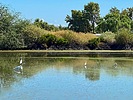 2025-09-23 :3: Riparian ramble with bonus coo :: DesertNymph
