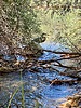 2025-09-23 :3: Riparian ramble with bonus coo :: DesertNymph