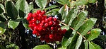 photo thumbnail #8