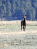 2025-06-14 :3: Valle Grande Exploration Trail :: outdoor_lover
