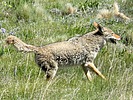 2025-06-14 :3: Cerro la Jarra Loop :: outdoor_lover