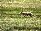 2025-06-14 :3: Valle Grande Trail - Valles Caldera NP :: outdoor_lover