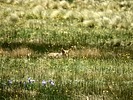 2025-06-14 :3: Valle Grande Trail - Valles Caldera NP :: outdoor_lover