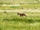 2025-06-14 :3: Valle Grande Trail - Valles Caldera NP :: outdoor_lover