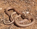2025-09-30 :2: Signal Wash Trail - Usery :: gummo