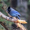 2025-10-04 :2: Brighton Lakes Trail :: gummo