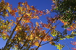 photo thumbnail #10