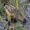 2025-10-05 :2: Brighton Lakes Trail :: gummo