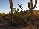 photo thumbnail #4