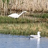 2025-10-06 :: Bear River Migratory Bird Refuge Center :: gummo