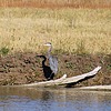 2025-10-06 :: Bear River Migratory Bird Refuge Center :: gummo