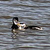 photo thumbnail #6