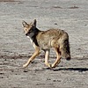 2025-10-06 :: Antelope Island State Park :: gummo