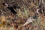 2025-10-07 :2: Willow Heights Trail :: gummo