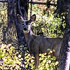 2025-10-07 :2: Willow Heights Trail :: gummo