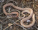 2025-10-08 :2: Signal Wash Trail - Usery :: gummo