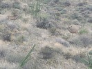 2025-10-08 :2: Sonoran Trail - MMRP :: DixieFlyer