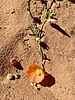 2025-10-05 :2: Beehive Trail :: DesertNymph