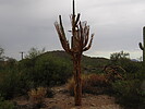 photo thumbnail #6