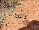 2025-10-04 :3: Horseshoe bend and Petroglyphs from the River :: DesertNymph