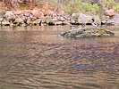 2025-10-04 :3: Horseshoe bend and Petroglyphs from the River :: DesertNymph