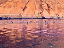 2025-10-04 :3: Horseshoe bend and Petroglyphs from the River :: DesertNymph