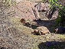 2025-10-16 :3: Lost Goldmine Ephemera :: DesertNymph