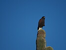 2025-10-25 :2: Stoneman Wash Trail - MMRP :: DarthStiller