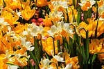 photo thumbnail #7