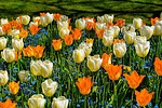 photo thumbnail #13