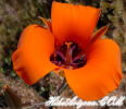 Featured Detail Photo
