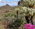 photo thumbnail #4