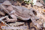 photo thumbnail #12