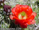 photo thumbnail #12