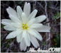 Featured Detail Photo